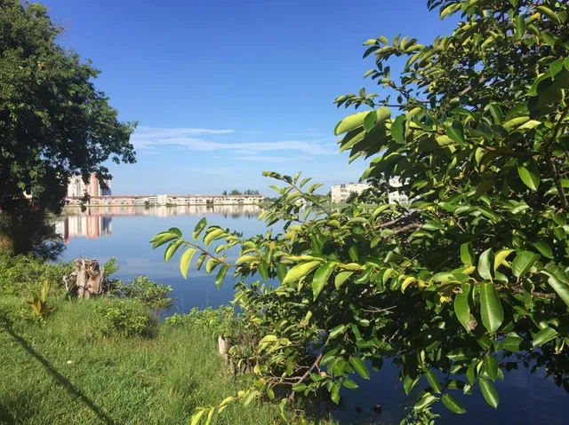 a view of a tree with flower plant in front of it