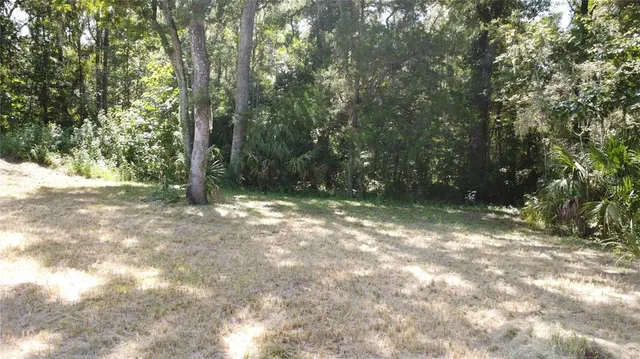a view of a forest with trees