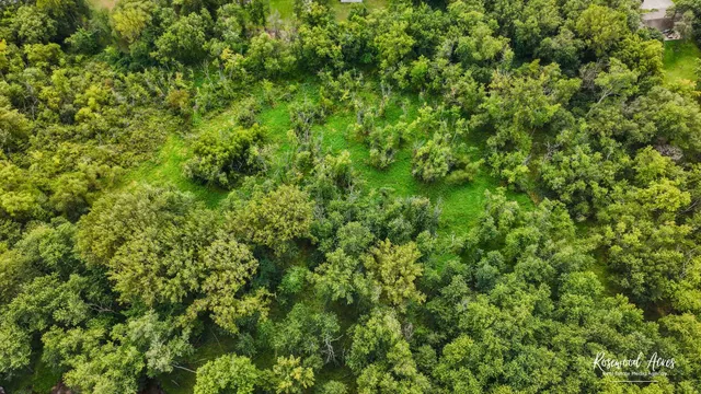 a view of a lush green forest with a tree