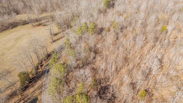a close up of a plant in a field