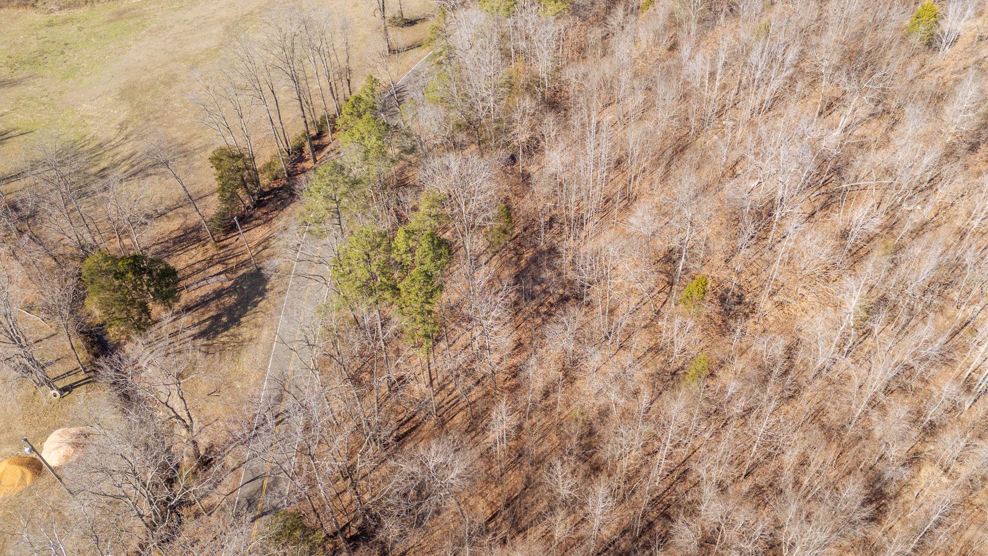 3310 Holland Creek Road Savannah, TN 38372 - Photo 12 of 28 a view of a forest with trees in the background