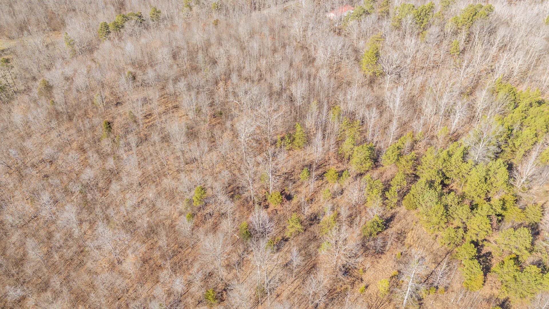 3310 Holland Creek Road Savannah, TN 38372 - Photo 14 of 28 a close up view of a plant