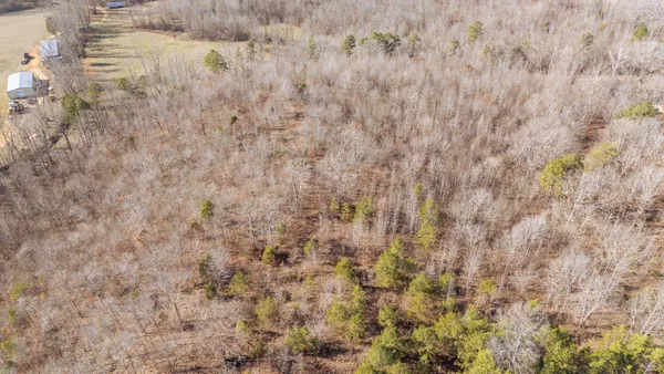 a view of a forest with trees in the background