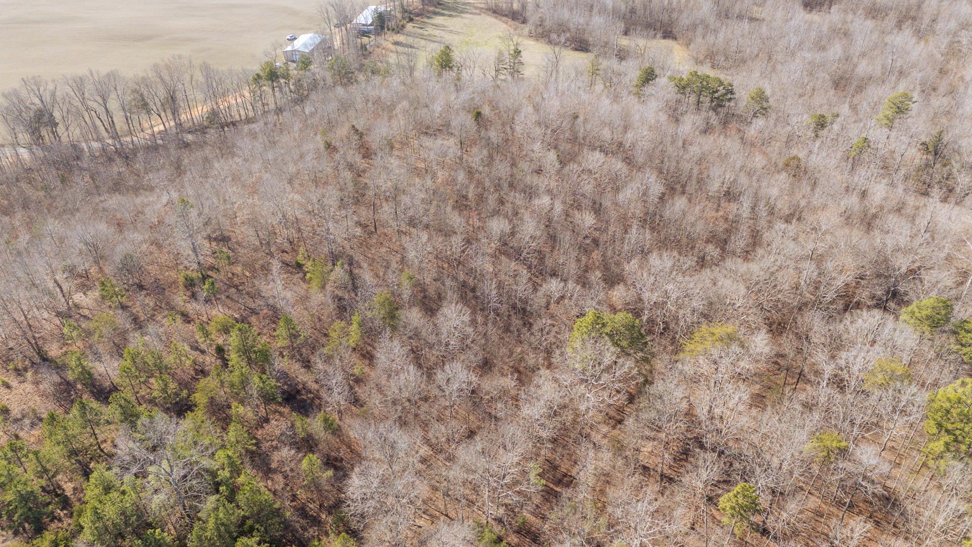 3310 Holland Creek Road Savannah, TN 38372 - Photo 17 of 28 a view of a dry yard