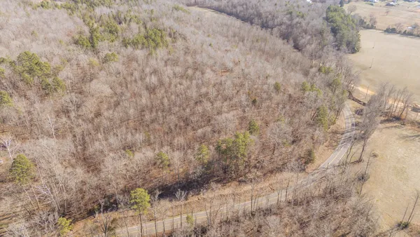 a close up of a plant