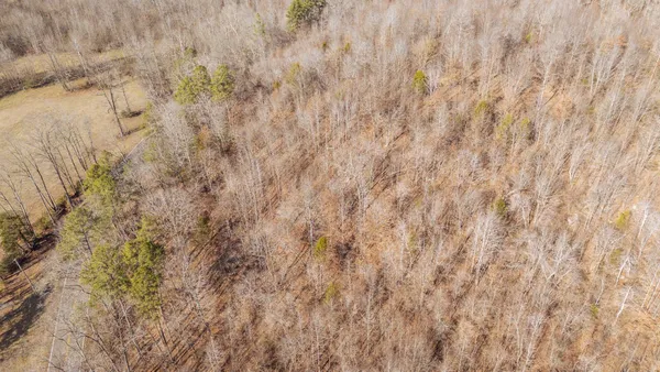 a close up of a plant