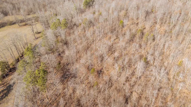 a close up of a plant