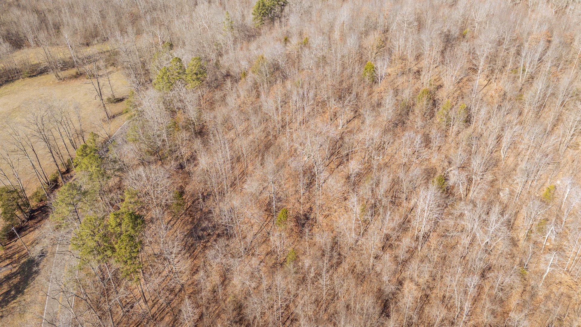 3310 Holland Creek Road Savannah, TN 38372 - Photo 3 of 28 a close up view of a plant