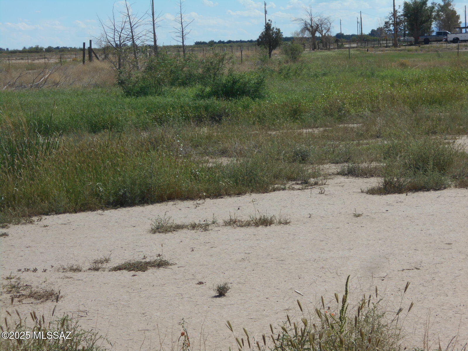4.7-acres Ingram Road Willcox, AZ 85643 - Photo 4 of 25 a view of a dry yard with trees