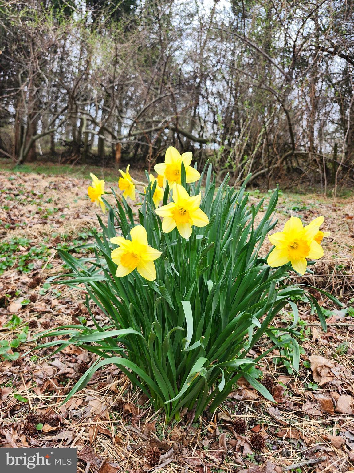 444 North Heidelberg Road Robesonia, PA 19551 - Photo 47 of 59 a view of a flower in a garden