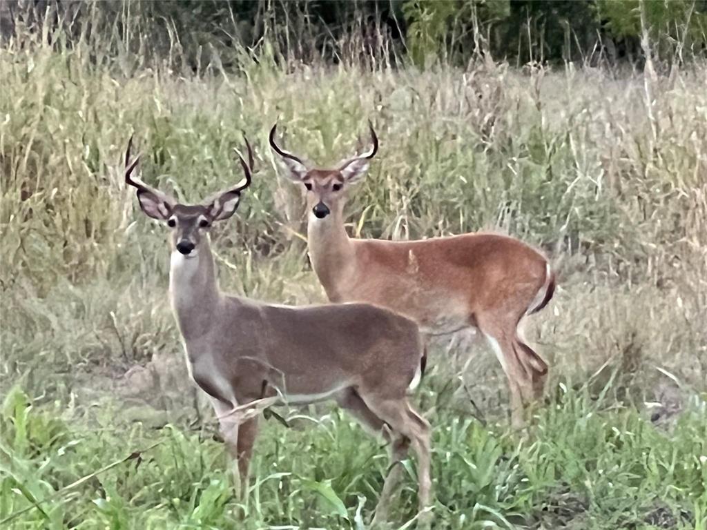 3063 Hells Gate Loop, Unit 23 Strawn, TX 76475 - Photo 29 of 36 a vase of flowers sitting on a table