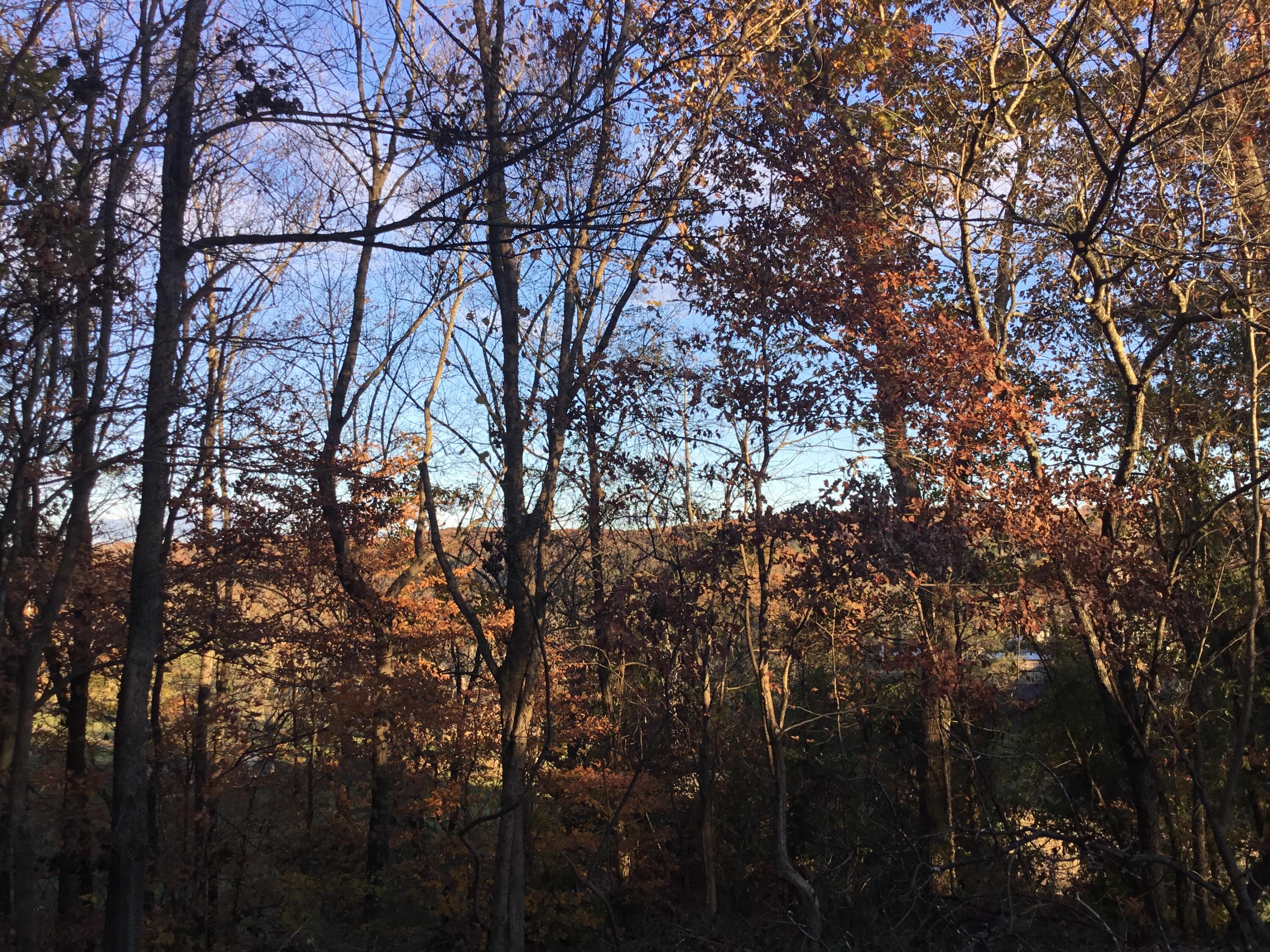 199 High Point Drive Chickamauga, GA 30707 - Photo 9 of 25 View
