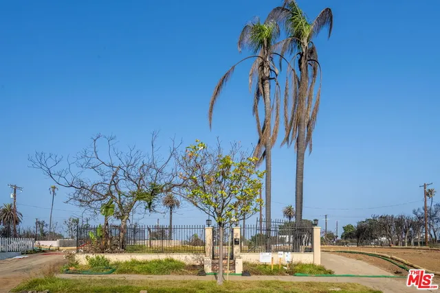 a park with full of palm trees