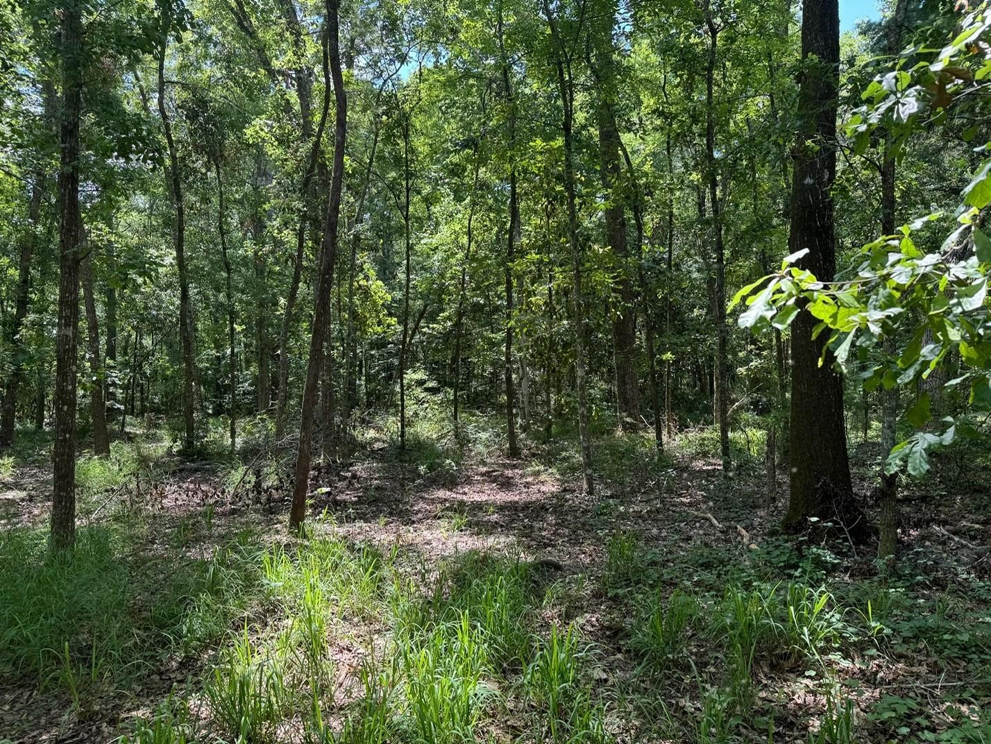 Fallow Road Lamont, FL 32336 - Photo 5 of 12
