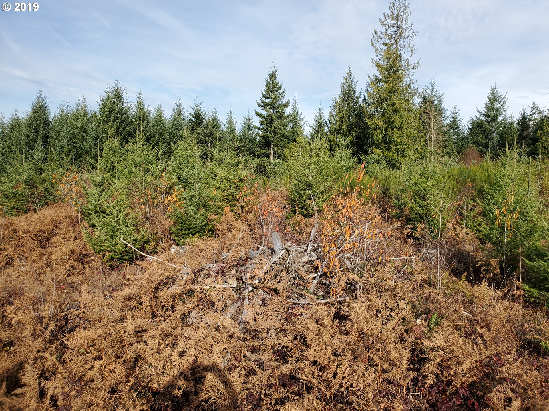 0 Southeast Warriner Road Corbett, OR 97019 - Photo 3 of 4