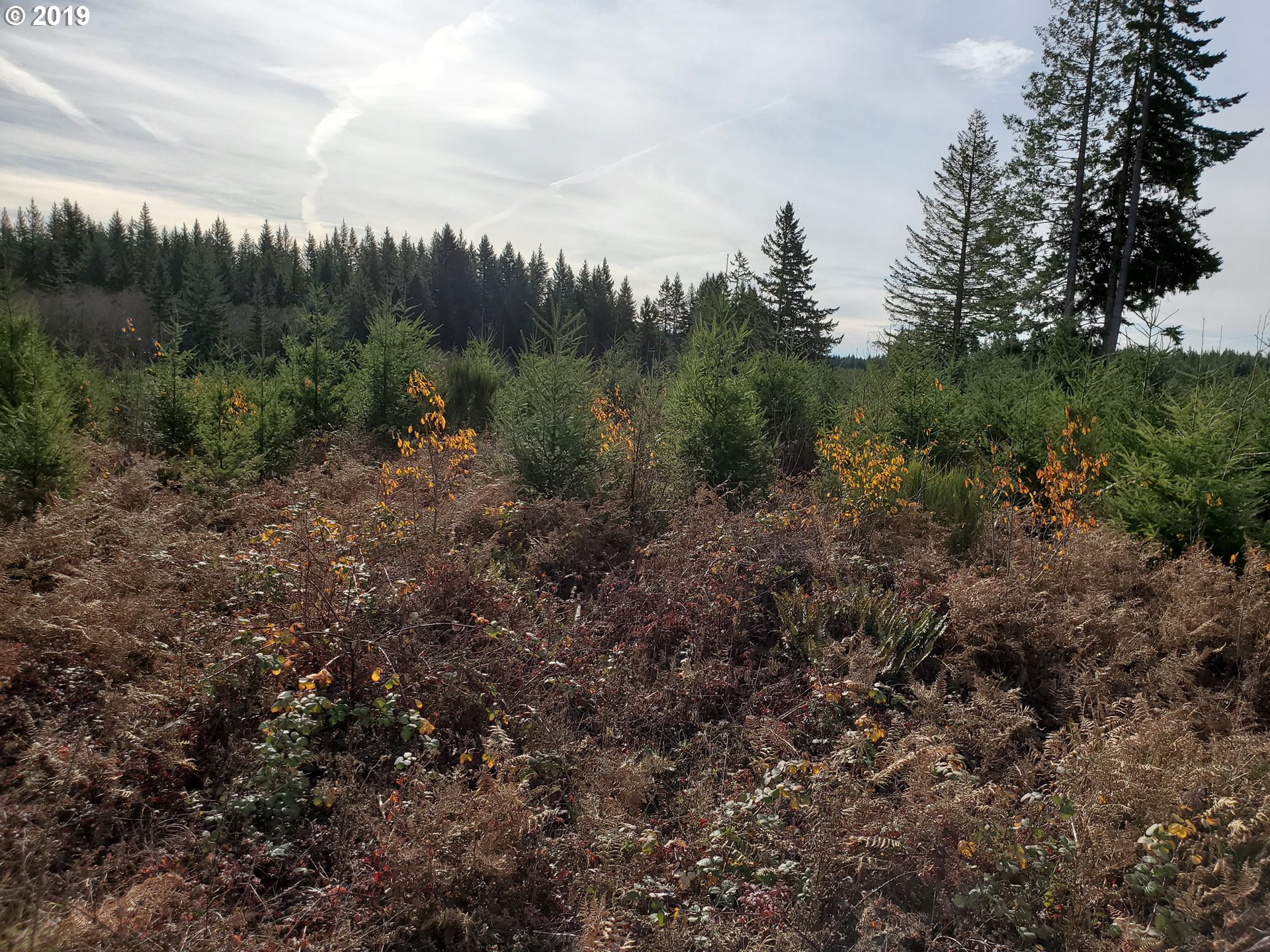 0 Southeast Warriner Road Corbett, OR 97019 - Photo 4 of 4