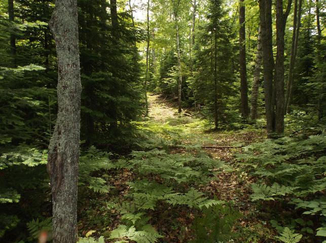 On Manuel Lake Road, Unit LOT E Phelps, WI 54554 - Photo 3 of 6 Gallery Image 3