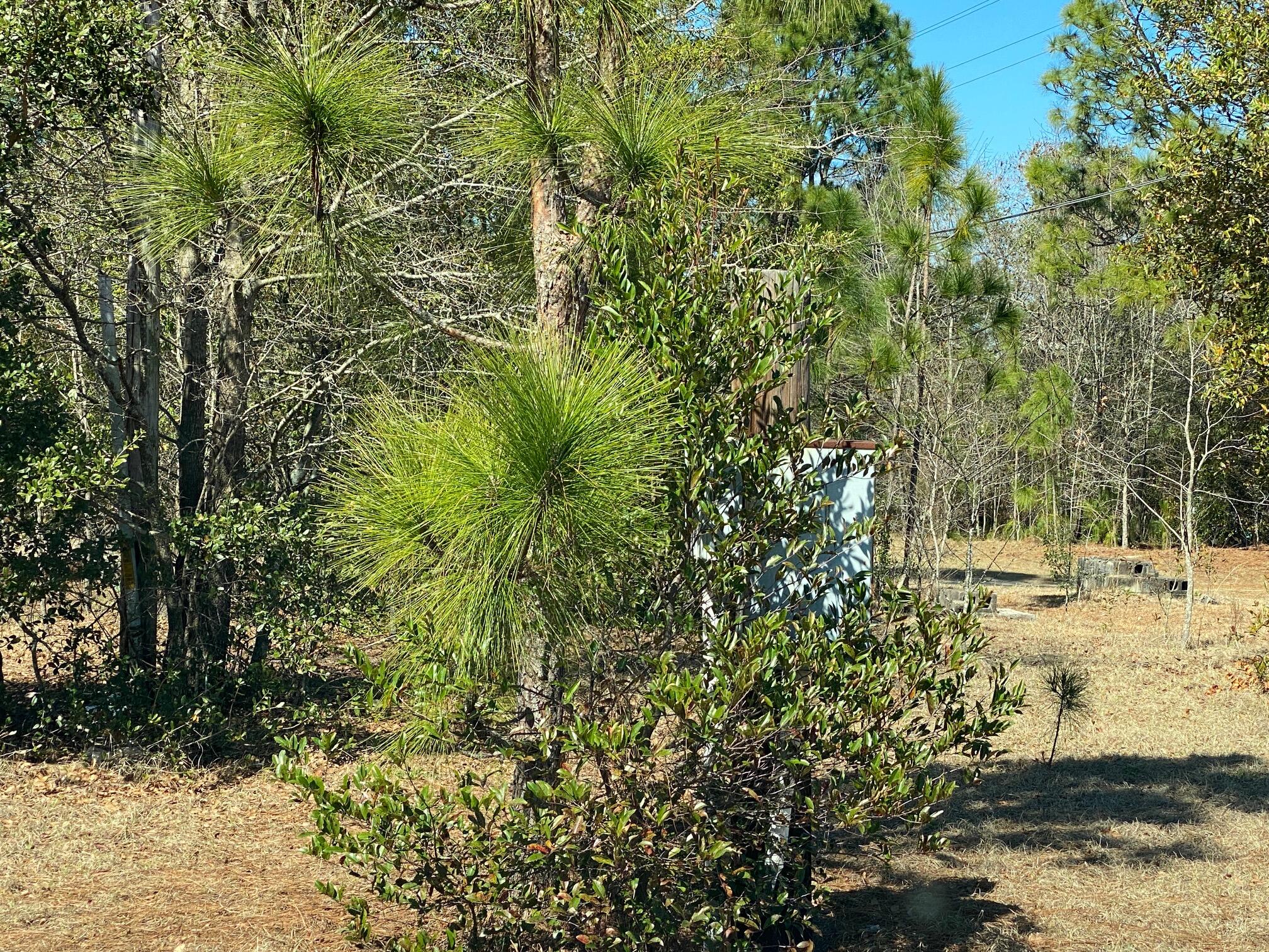 0 Project Road Warrenville, SC 29851 - Photo 4 of 5