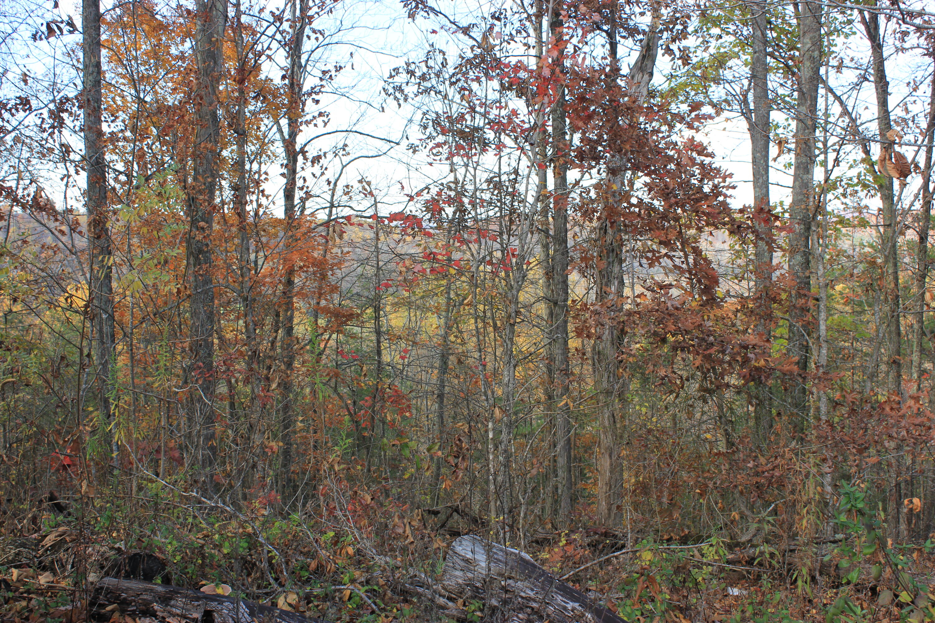 63 Cove Branch Road Orlando, KY 40460 - Photo 12 of 38 IMG_1444
