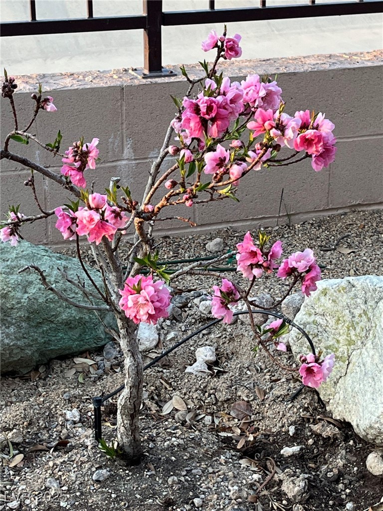 2406 Jada Drive Henderson, NV 89044 - Photo 43 of 53 dwarf peach tree