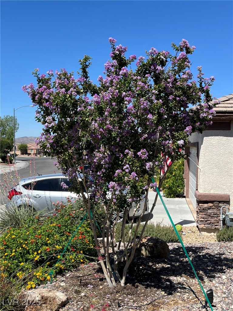 2406 Jada Drive Henderson, NV 89044 - Photo 44 of 53 Crepe myrtle and lantana in bloom