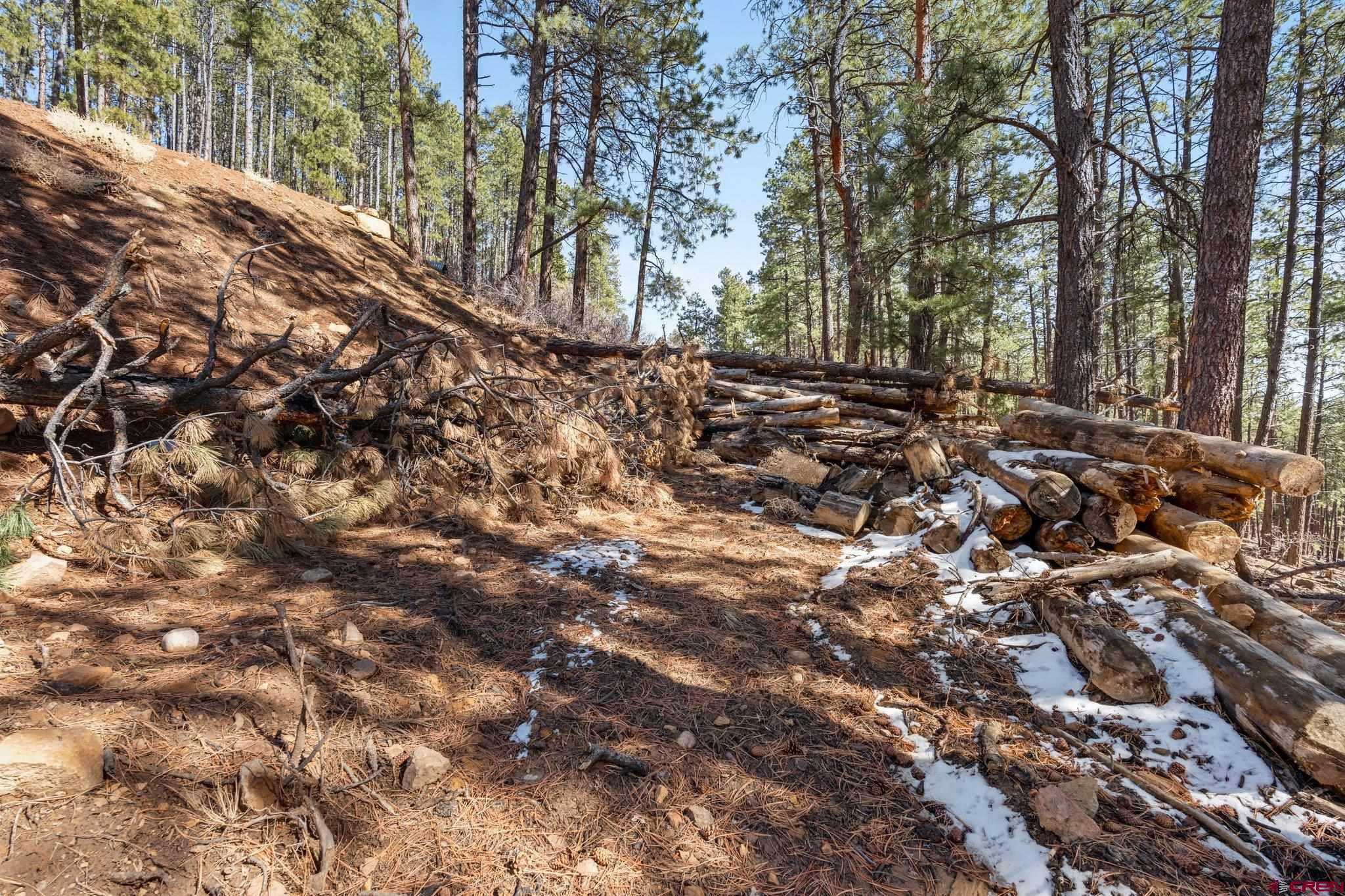 314 Deer Ridge Drive Bayfield, CO 81122 - Photo 8 of 16 a view of a forest with lots of trees