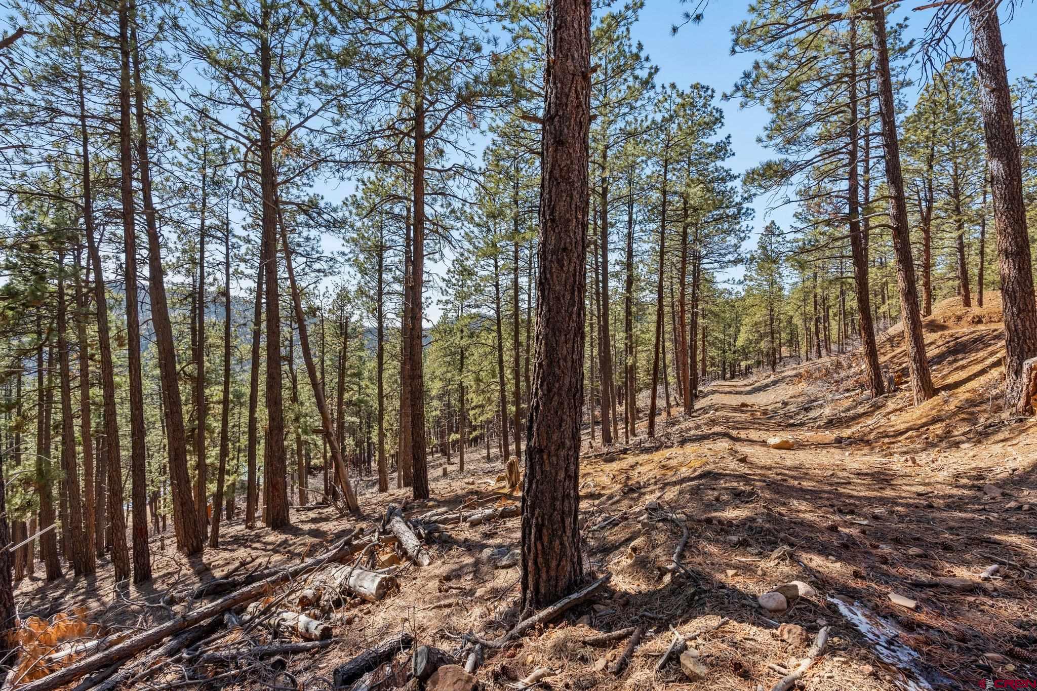 314 Deer Ridge Drive Bayfield, CO 81122 - Photo 9 of 16 a view of outdoor space with lots of trees