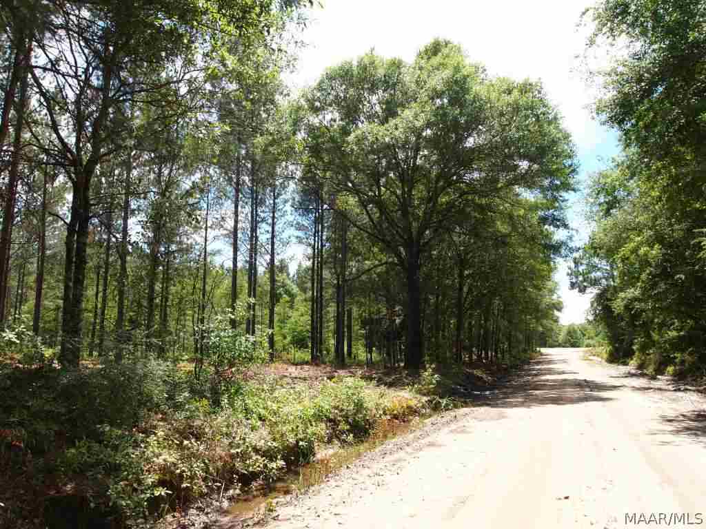 66-acres Dock Wilson Road Samson, AL 36477 - Photo 8 of 23 Gallery Image 8
