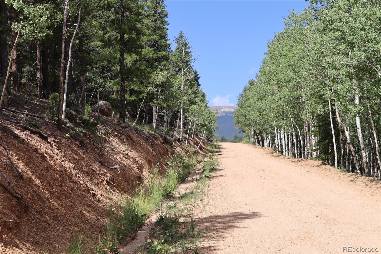 430 Lakeview Road Bailey, CO 80421 - Photo 4 of 10 a view of a yard with plants and trees
