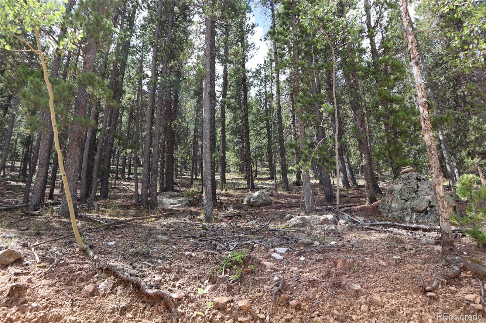 430 Lakeview Road Bailey, CO 80421 - Photo 5 of 10 a view of a forest with trees in the background