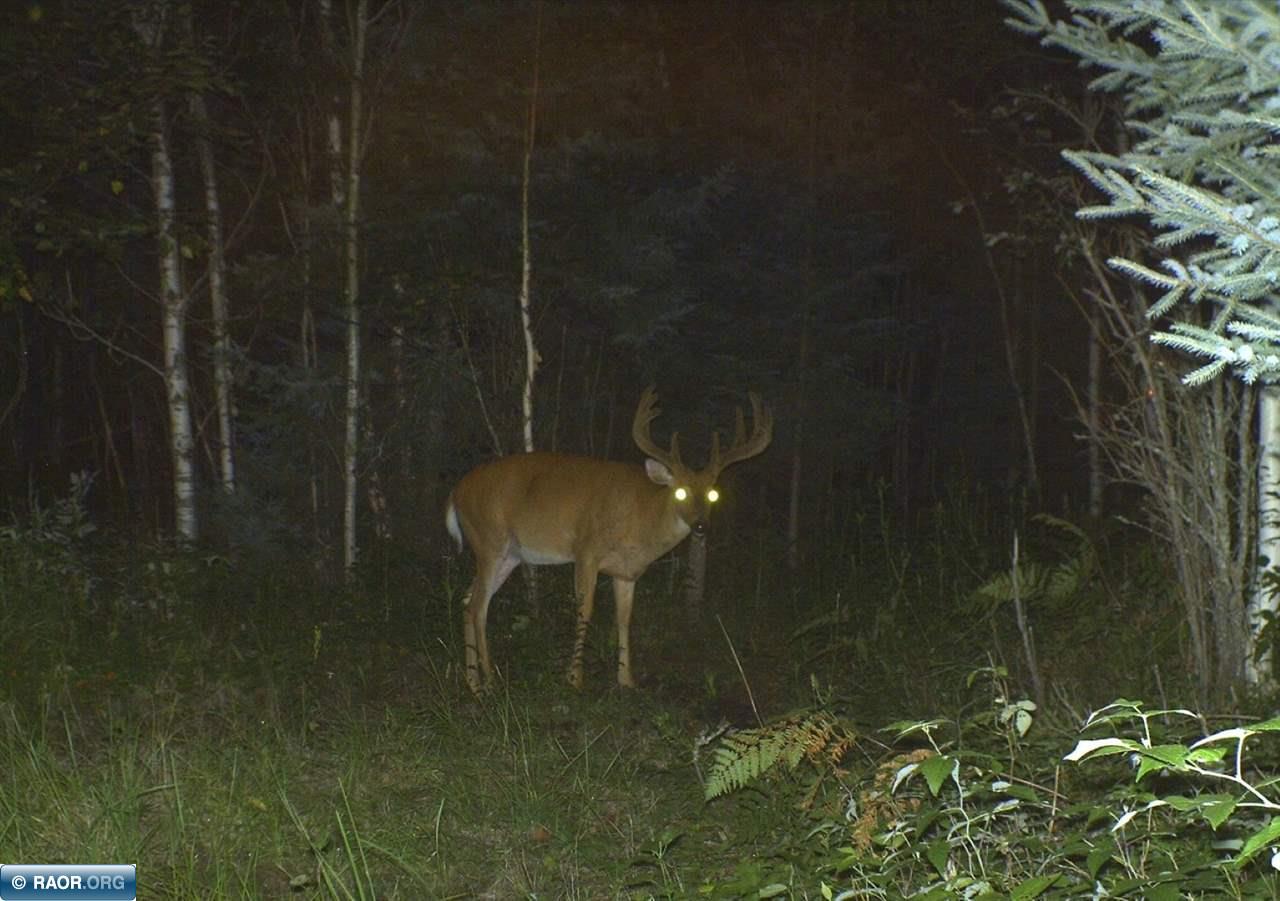 Tbd Mud Hole Road Side Lake, MN 55781 - Photo 10 of 24