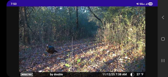 $575,000 | Lt0 Gilbert Street, Sugar Creek, WI 53121