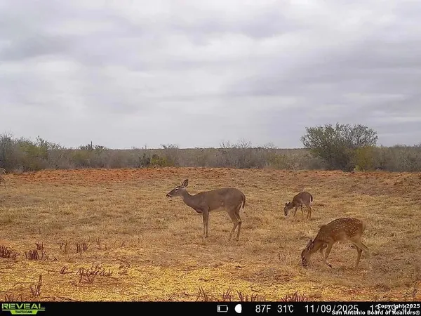 $159,900 | 0 County Road 203, Alice, TX 78332