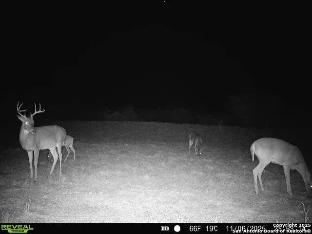 a view of a palm plant that is in front of a house