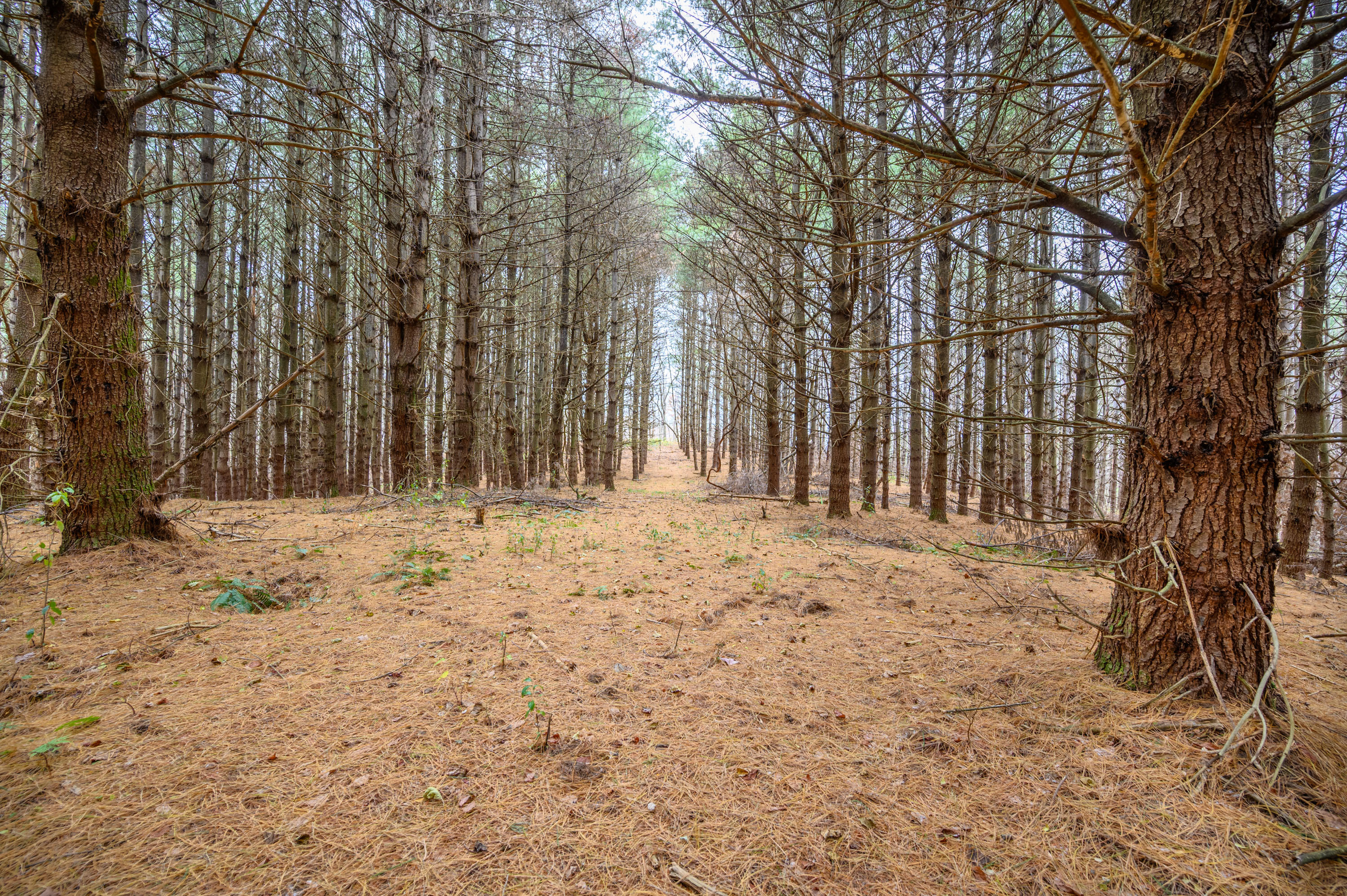 3200 Stonewall Road Northeast Check, VA 24072 - Photo 12 of 16 a view of wooden fence and trees