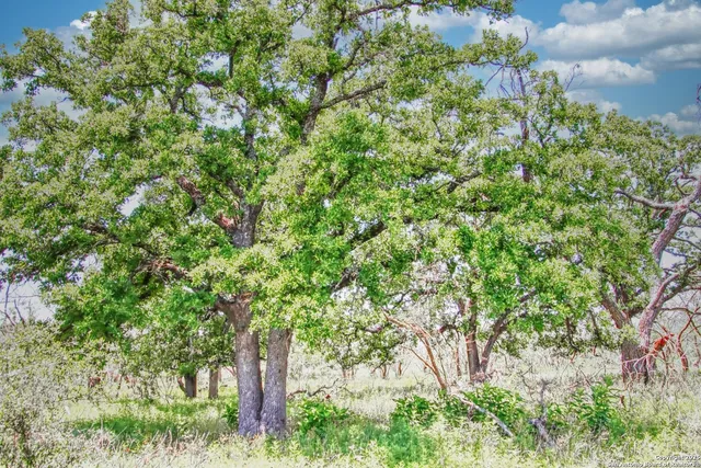 a close up of a tree in a garden