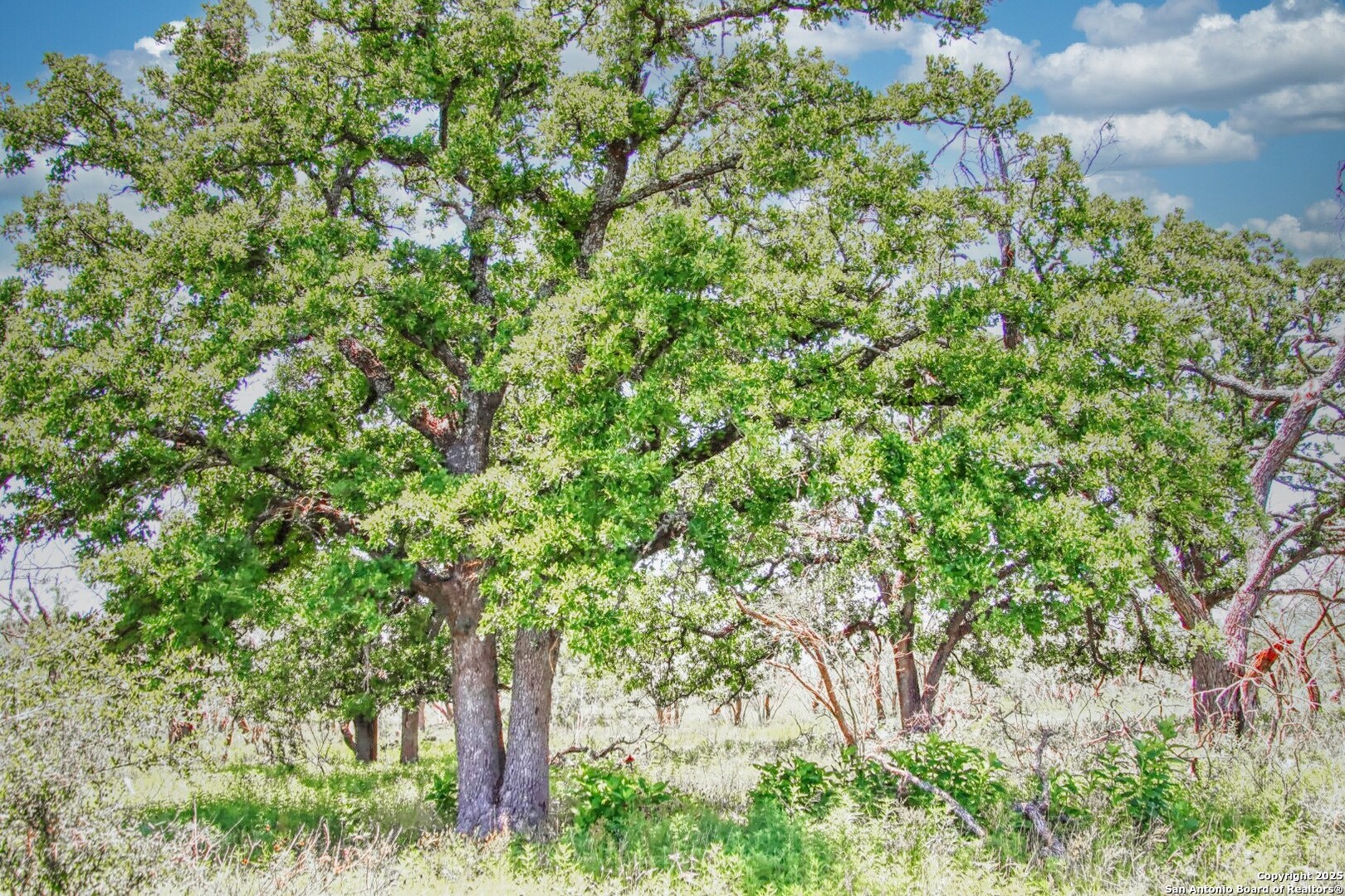 Tbd Rm 1323 Willow City, TX 78675 - Photo 11 of 13 a close up of a tree in a garden