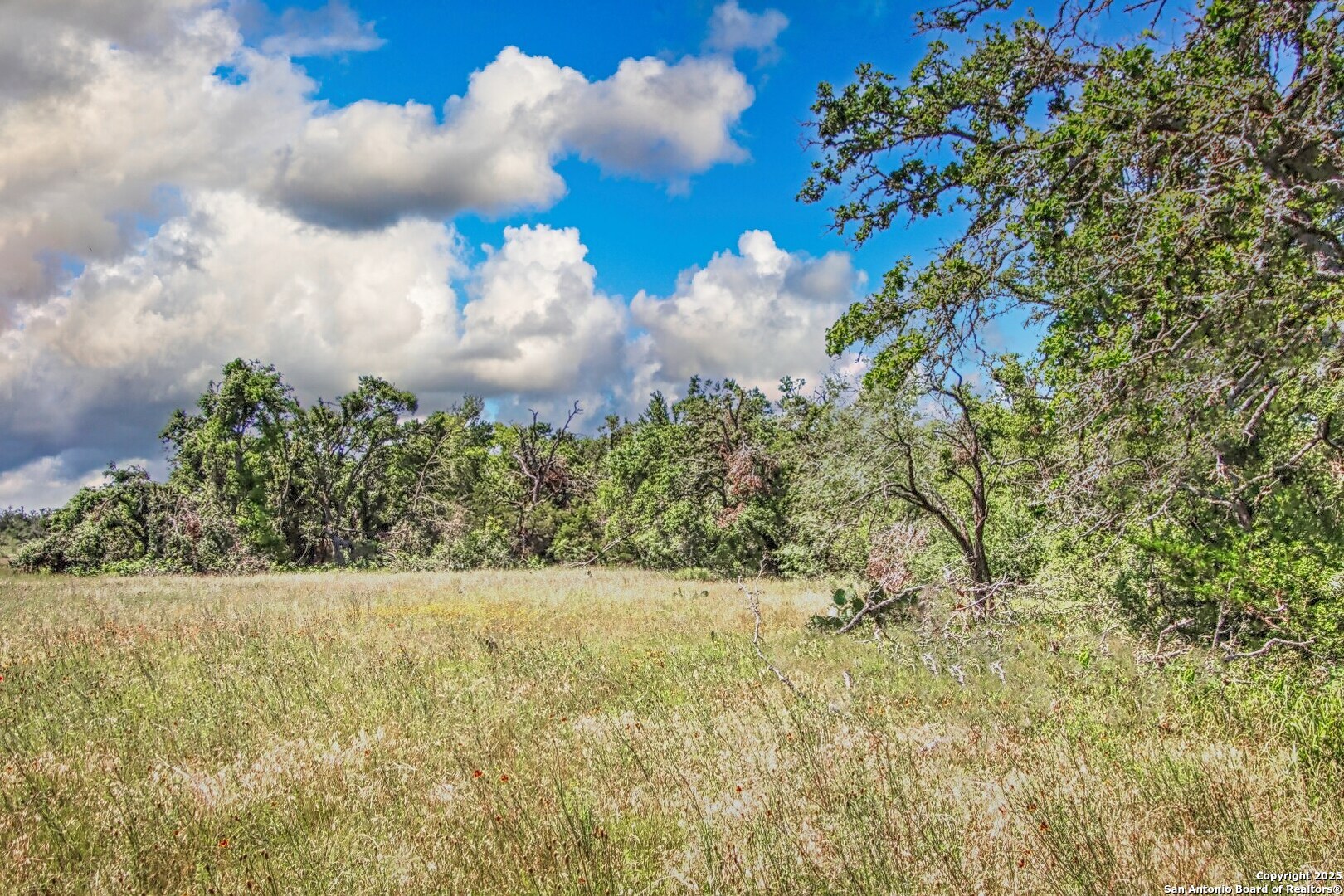 Tbd Rm 1323 Willow City, TX 78675 - Photo 4 of 13 a view of a garden