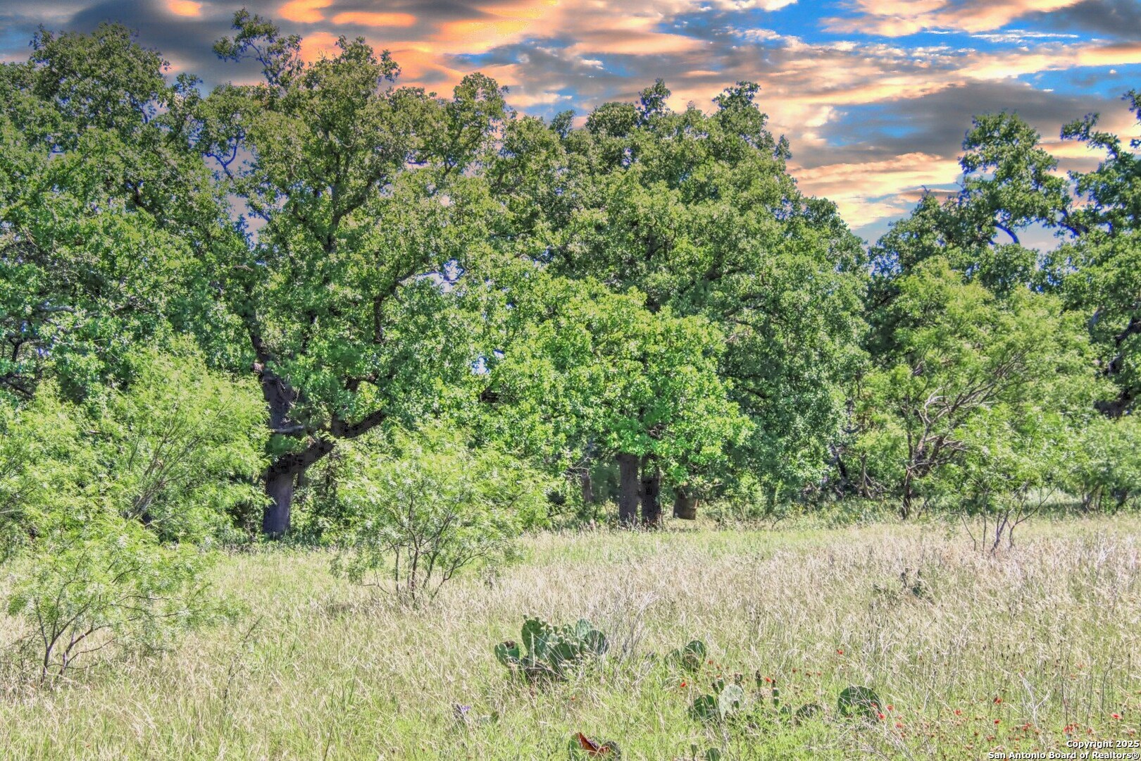 Tbd Rm 1323 Willow City, TX 78675 - Photo 6 of 13 a view of a lush green forest with lots of trees