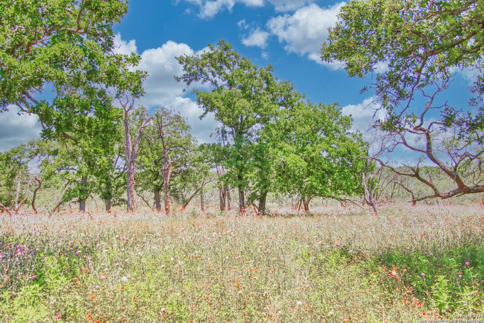 Tbd Rm 1323 Willow City, TX 78675 - Photo 9 of 13 a view of a yard with plants and large trees