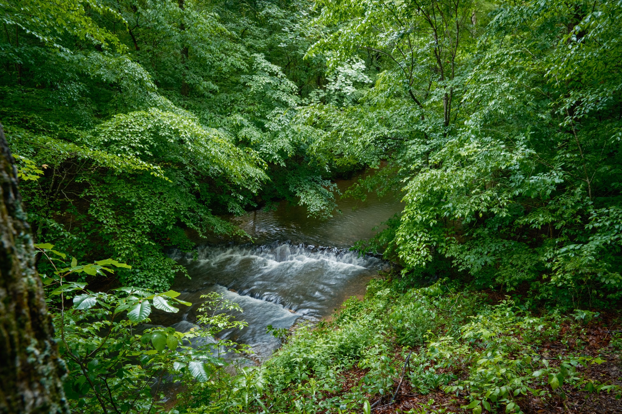 7556 Caney Fork Road Fairview, TN 37062 - Photo 16 of 47 a view of a garden with a tree