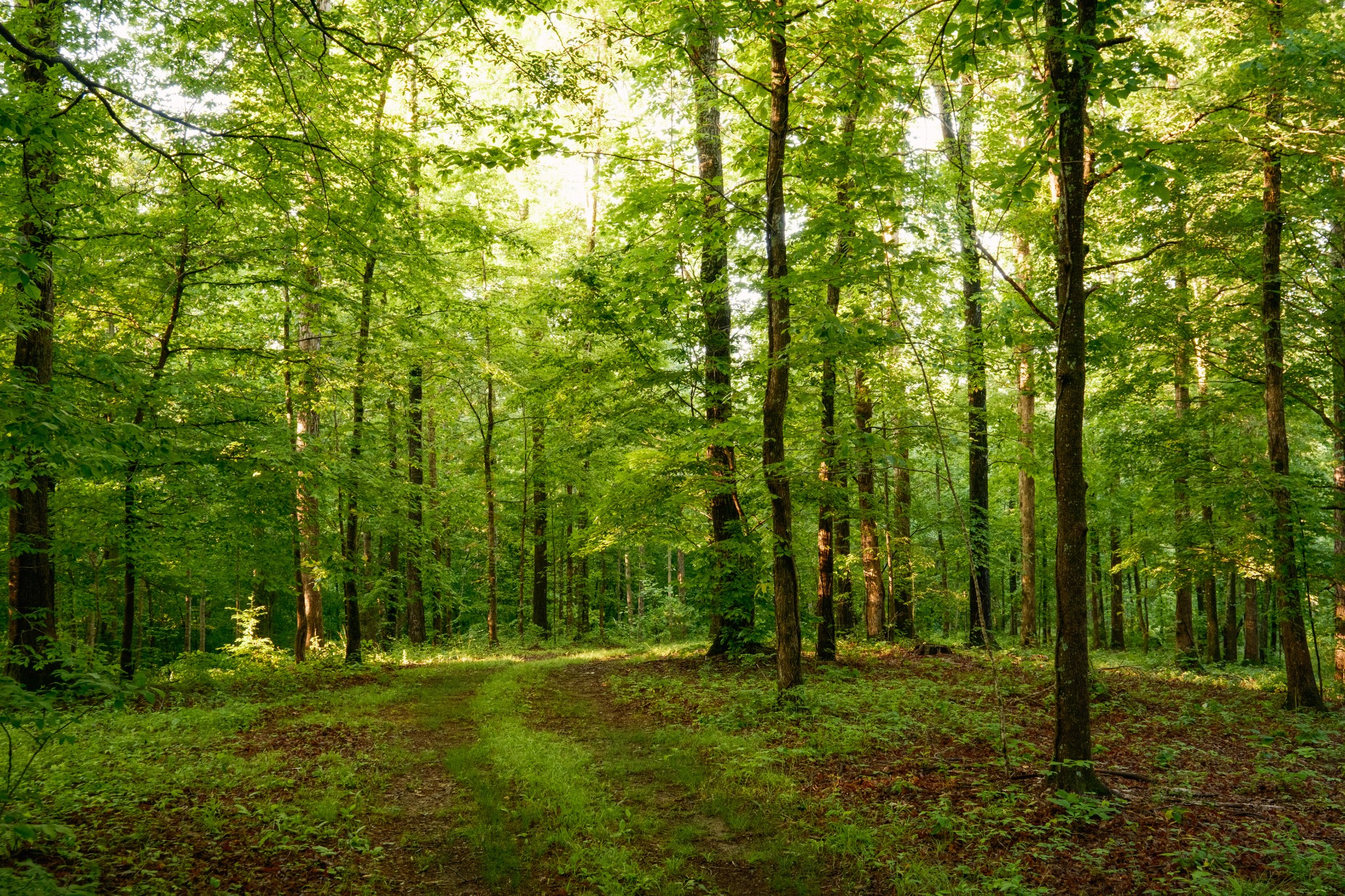 7556 Caney Fork Road Fairview, TN 37062 - Photo 21 of 47 a big yard with lots of green space and trees