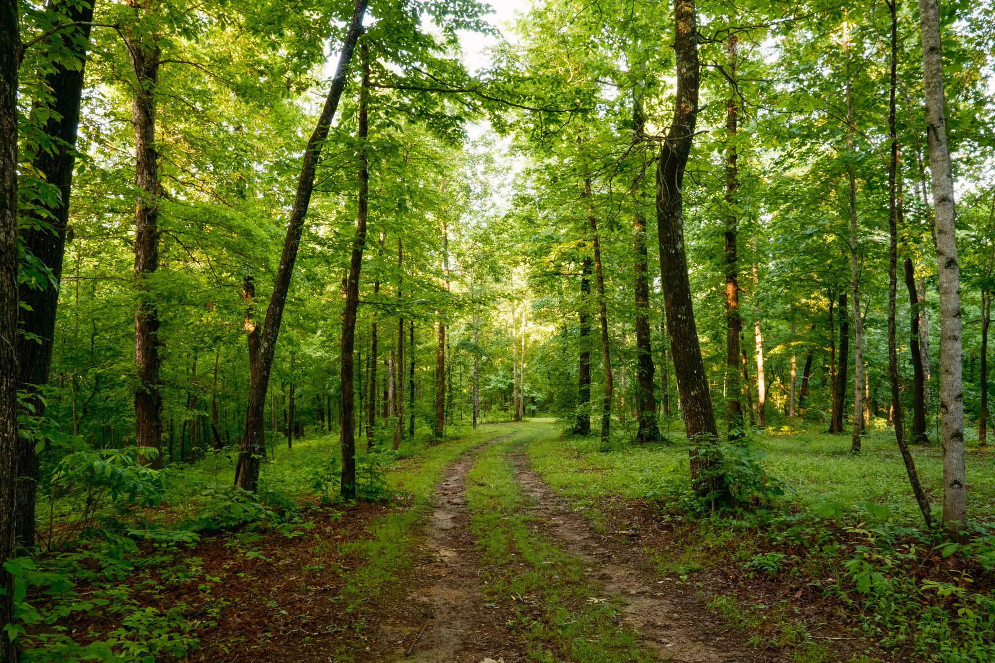 7556 Caney Fork Road Fairview, TN 37062 - Photo 23 of 47 a view of a lush green forest