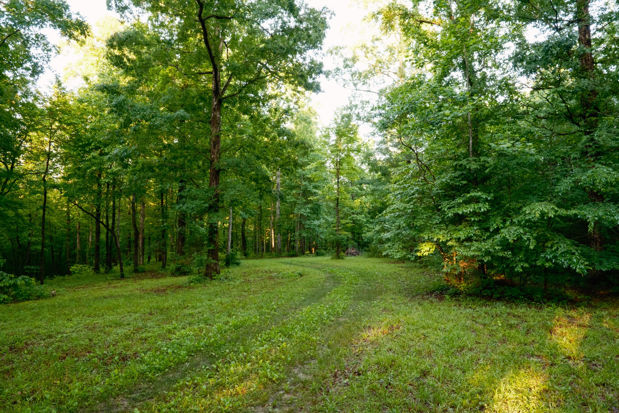 7556 Caney Fork Road Fairview, TN 37062 - Photo 25 of 47 a view of green field with trees in the background