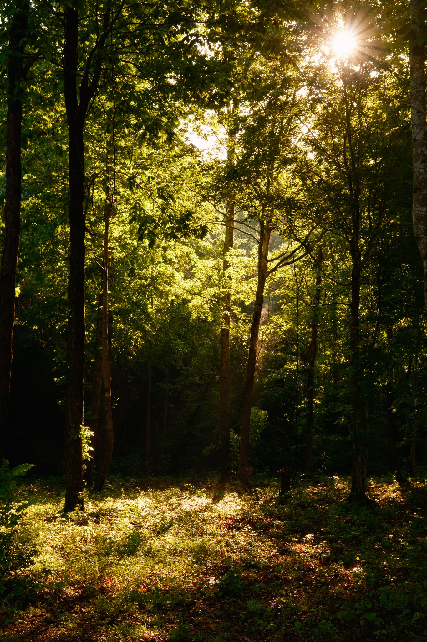7556 Caney Fork Road Fairview, TN 37062 - Photo 26 of 47 a view of a yard