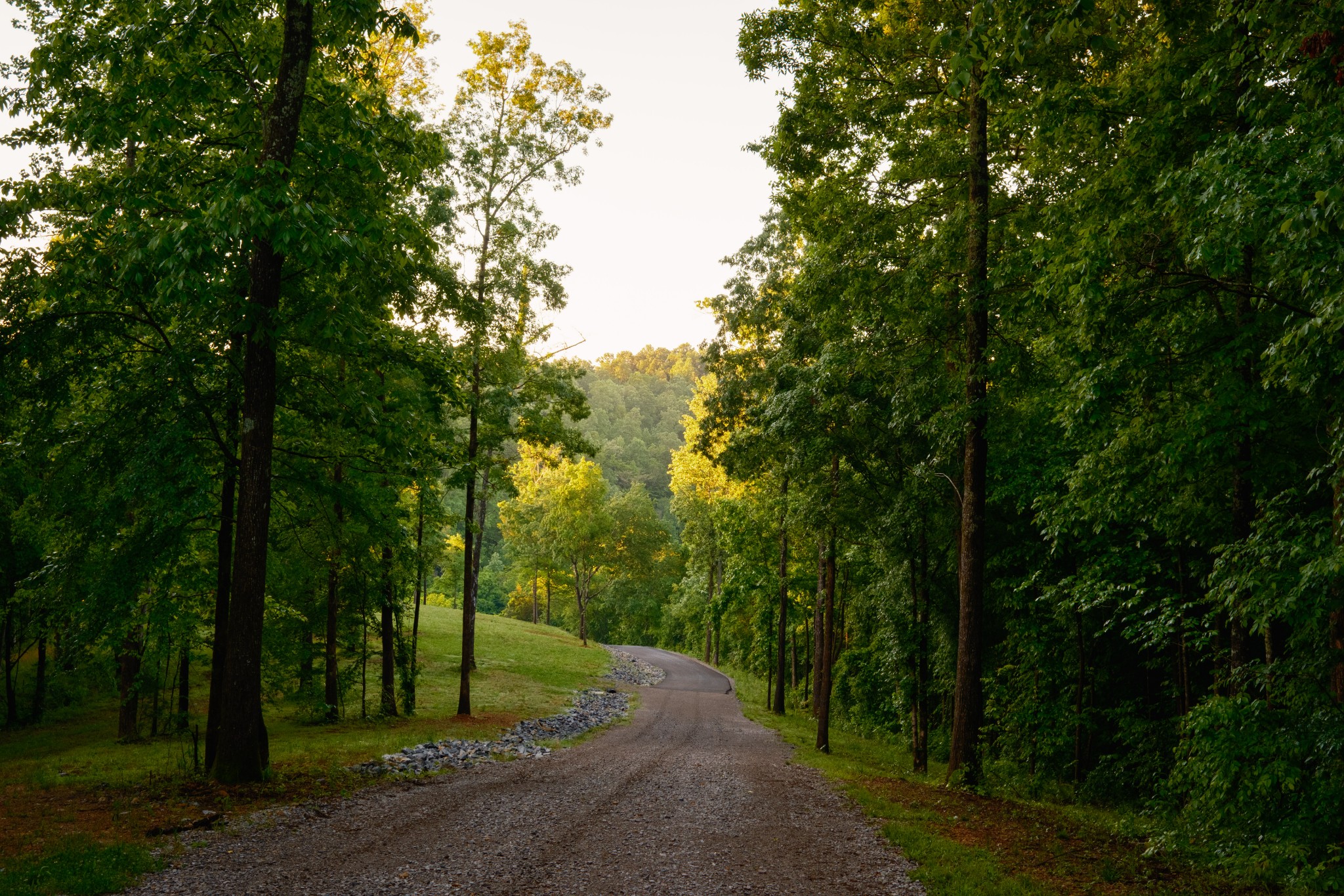7556 Caney Fork Road Fairview, TN 37062 - Photo 37 of 47 a view of a forest