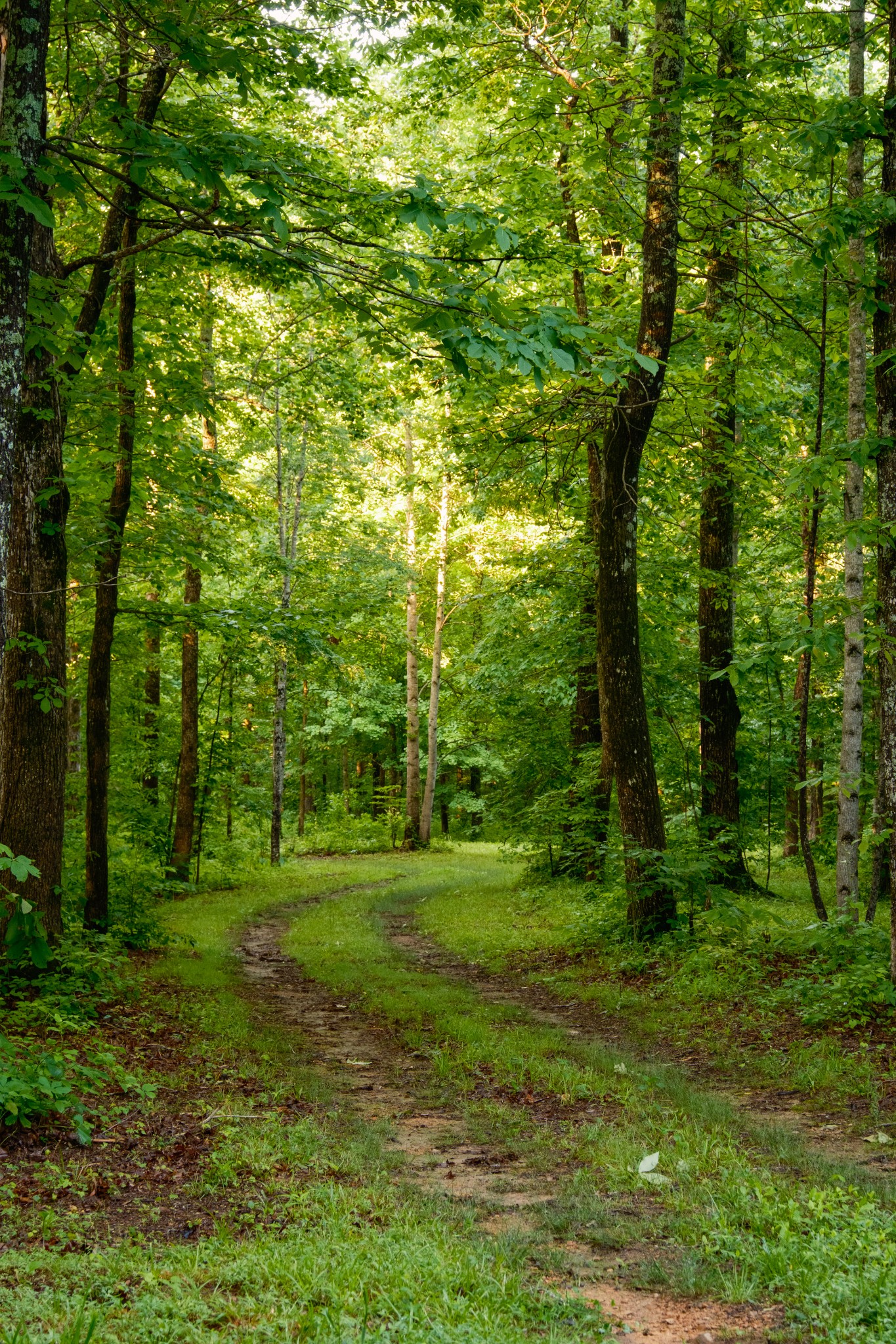 7556 Caney Fork Road Fairview, TN 37062 - Photo 38 of 47 a view of a grassy field with trees
