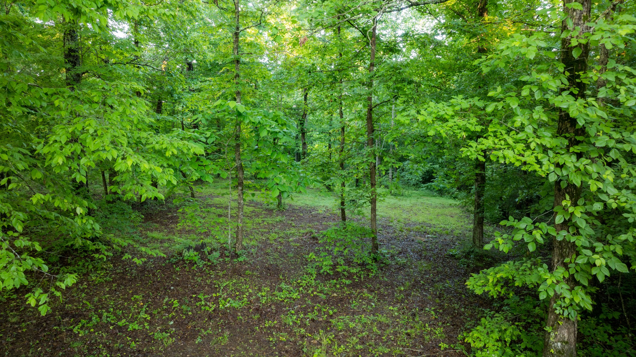 7556 Caney Fork Road Fairview, TN 37062 - Photo 40 of 47 a view of a lush green forest