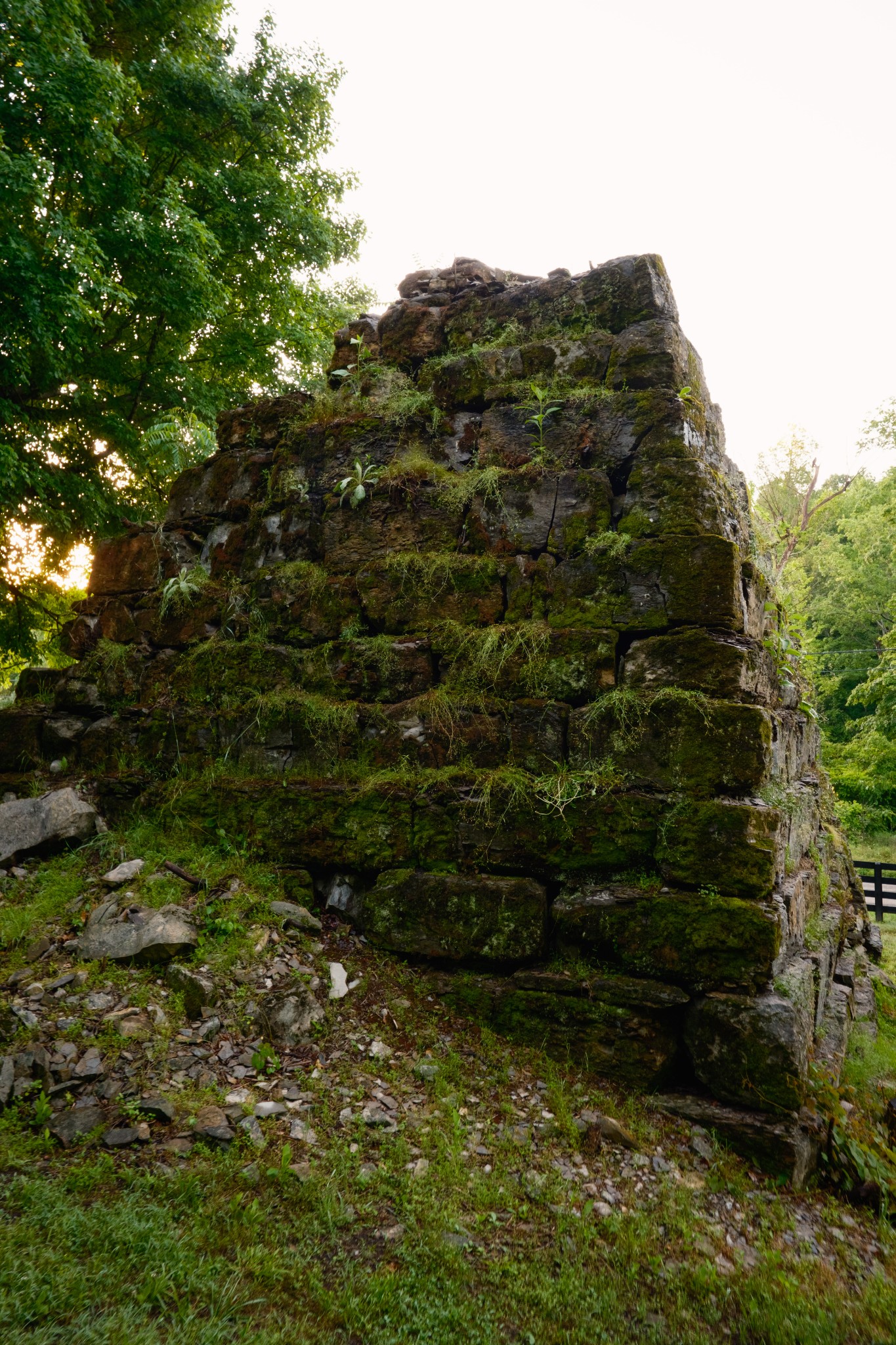 7556 Caney Fork Road Fairview, TN 37062 - Photo 46 of 47 a view of a forest