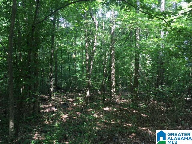 0 Highway 23 Springville, AL 35146 - Photo 5 of 11